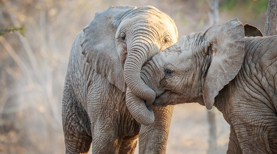 Safáris na África: elefantes