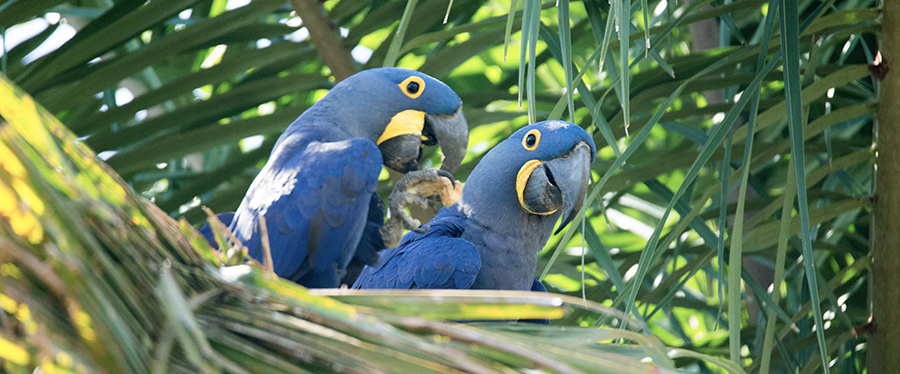 Onde fazer safári — Pantanal