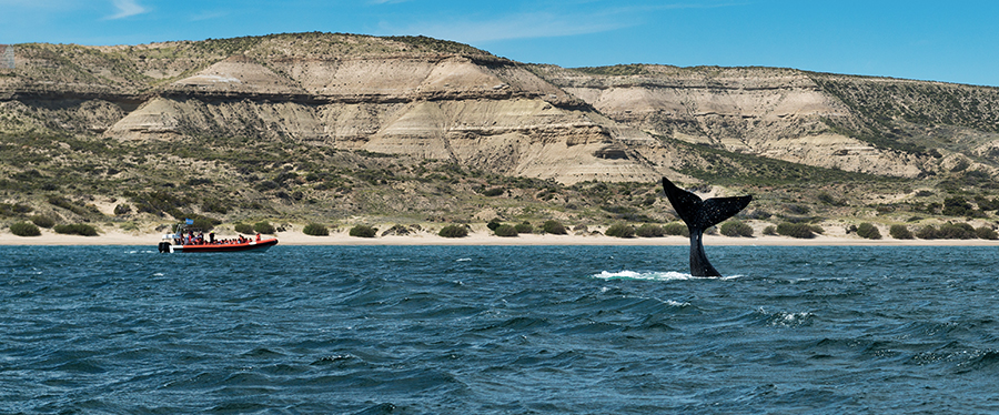 Onde fazer safári — Patagônia