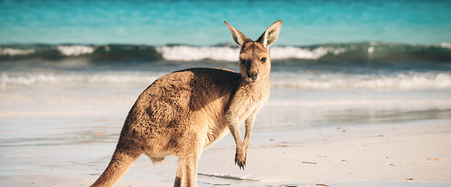 Onde fazer safári — Austrália