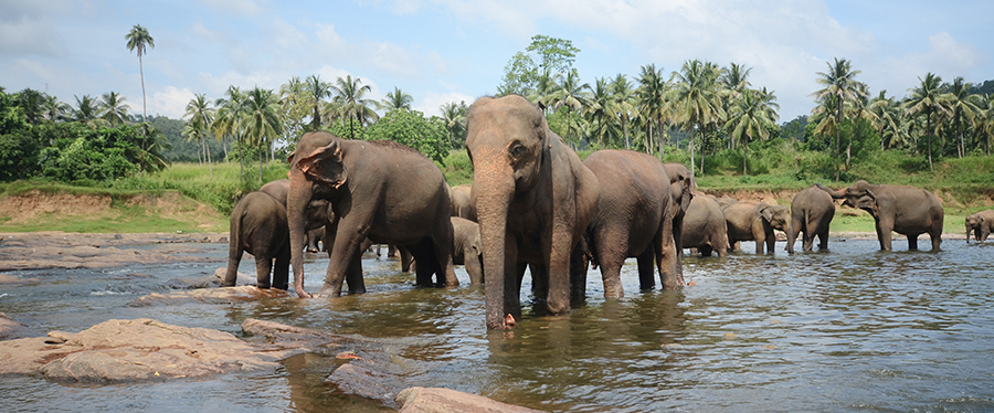 Onde fazer safári — Sri Lanka