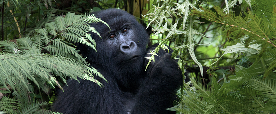 Onde fazer safári — Ruanda