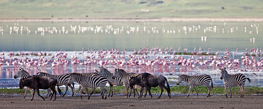 Onde fazer safári — Tanzânia