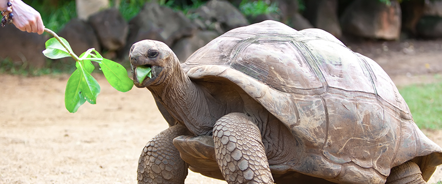 Onde fazer safári — Galápagos