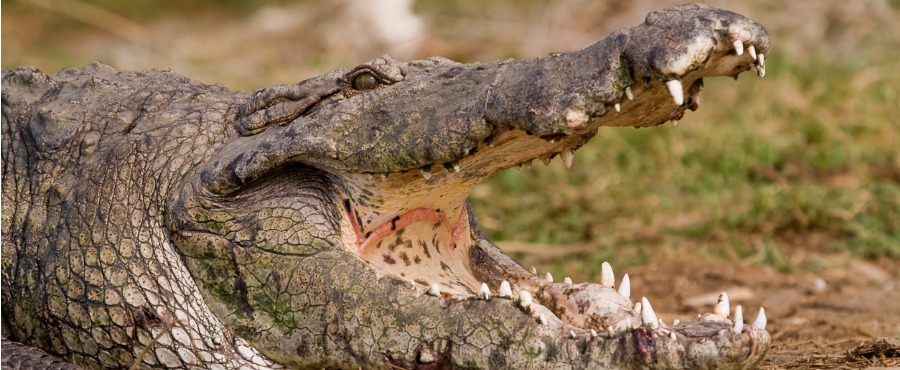 Viagem Para Etiópia — Uma Jornada Pela história da humanidade