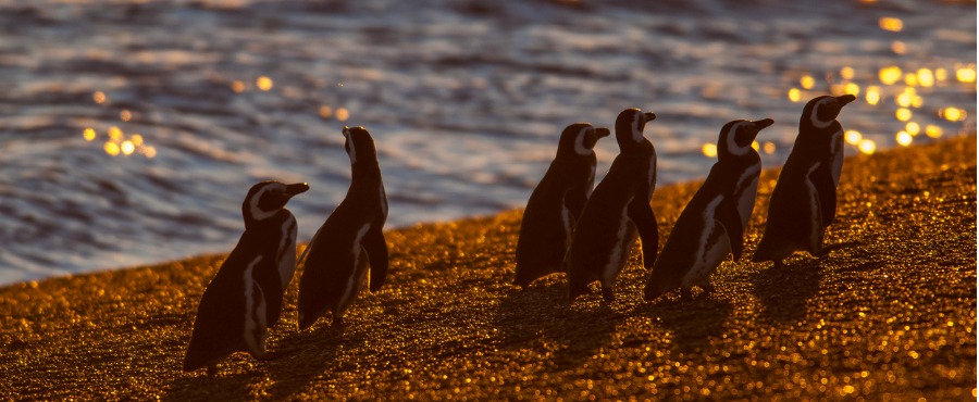 Quando visitar a Patagônia Chilena e Argentina?