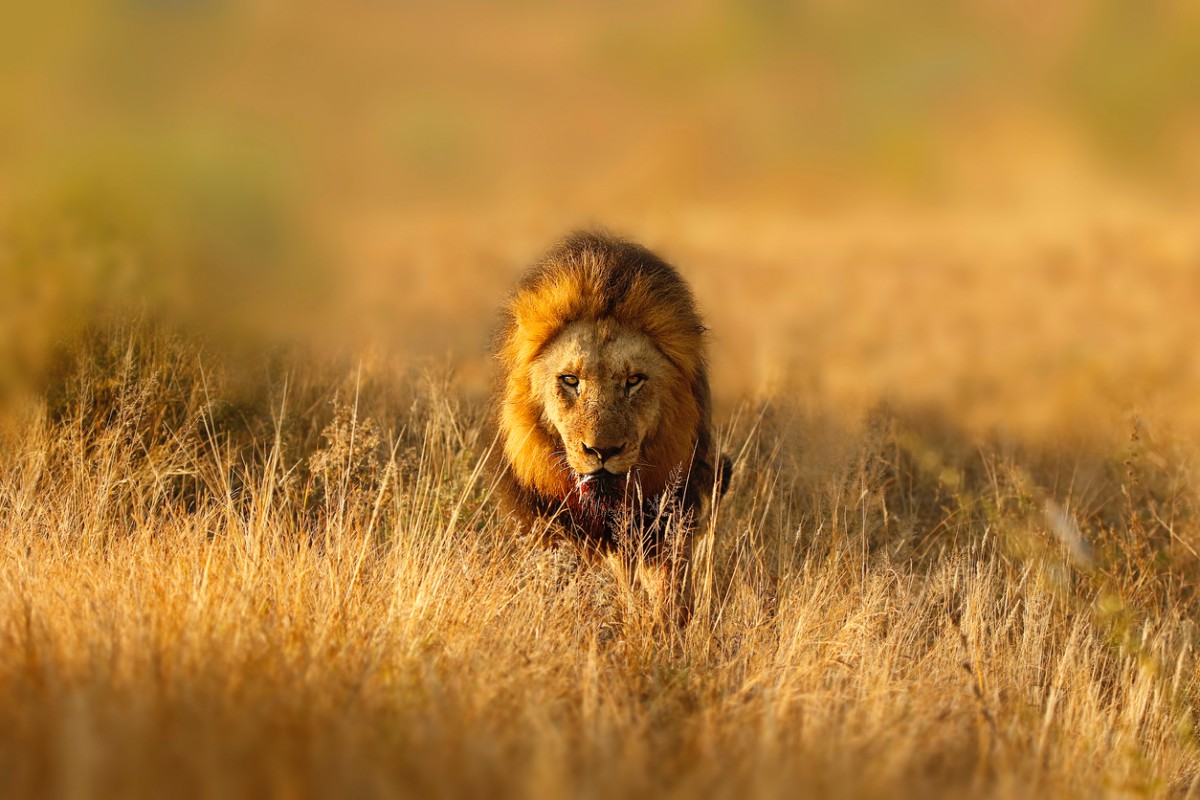 Safári com Criança: Shamwari