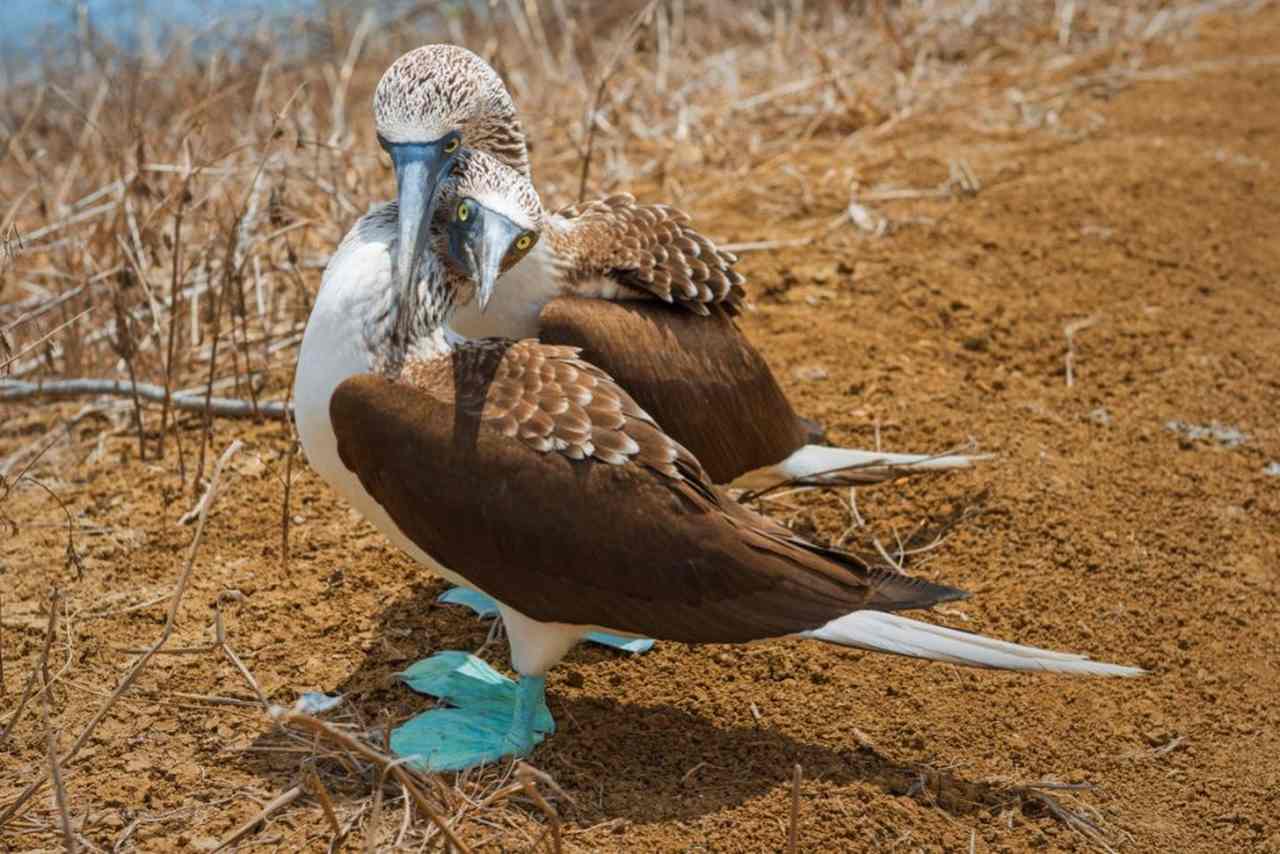 Viagem com crianças para Galápagos - Blue footed boobies