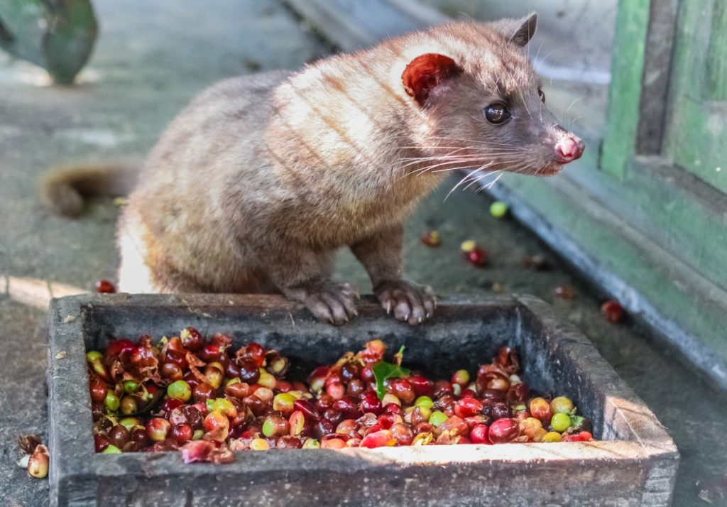 Luwak comendo fruta do café