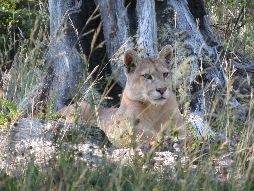Turismo responsável - The Awasi Puma Project