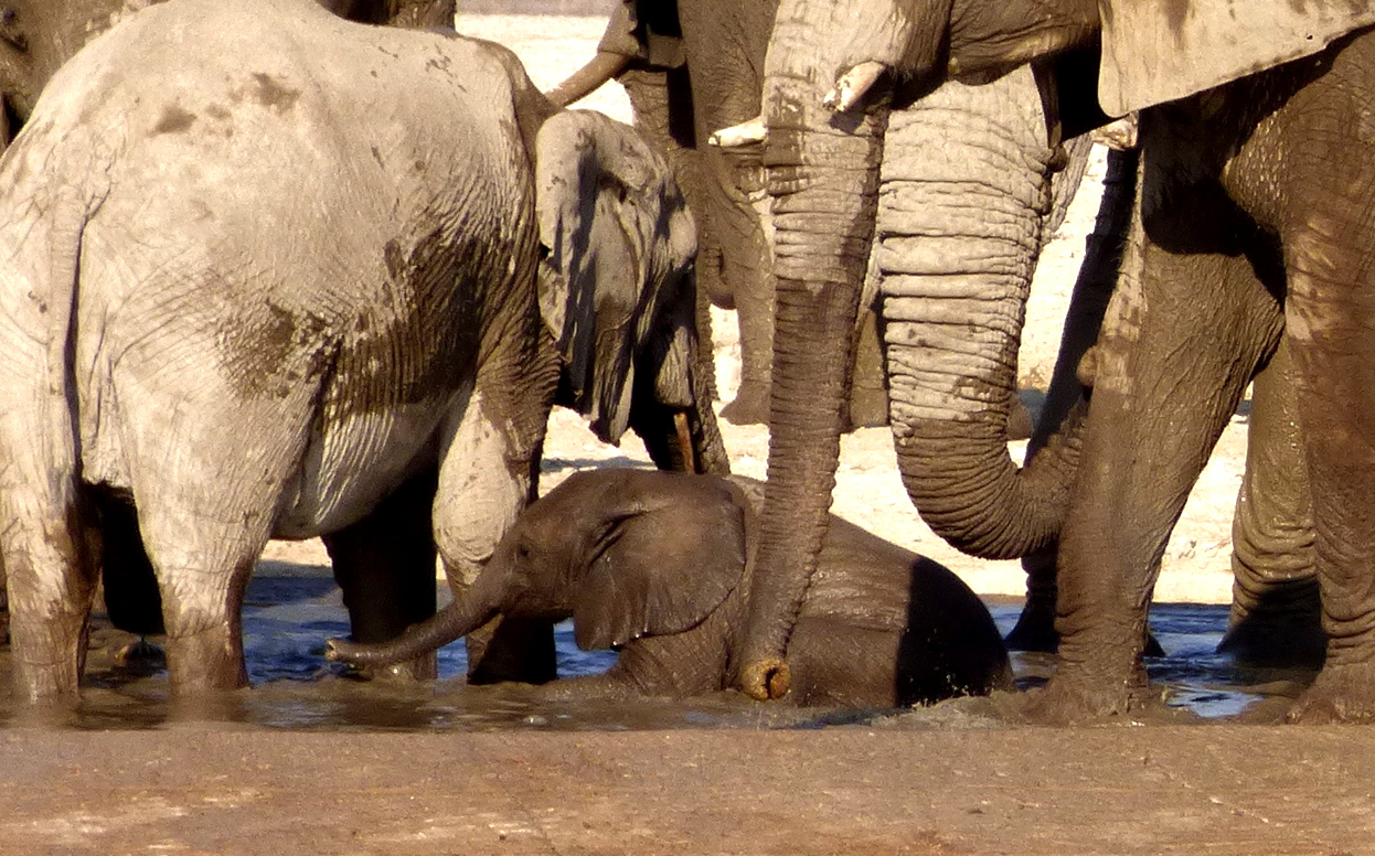 Elefantes na Namíbia.