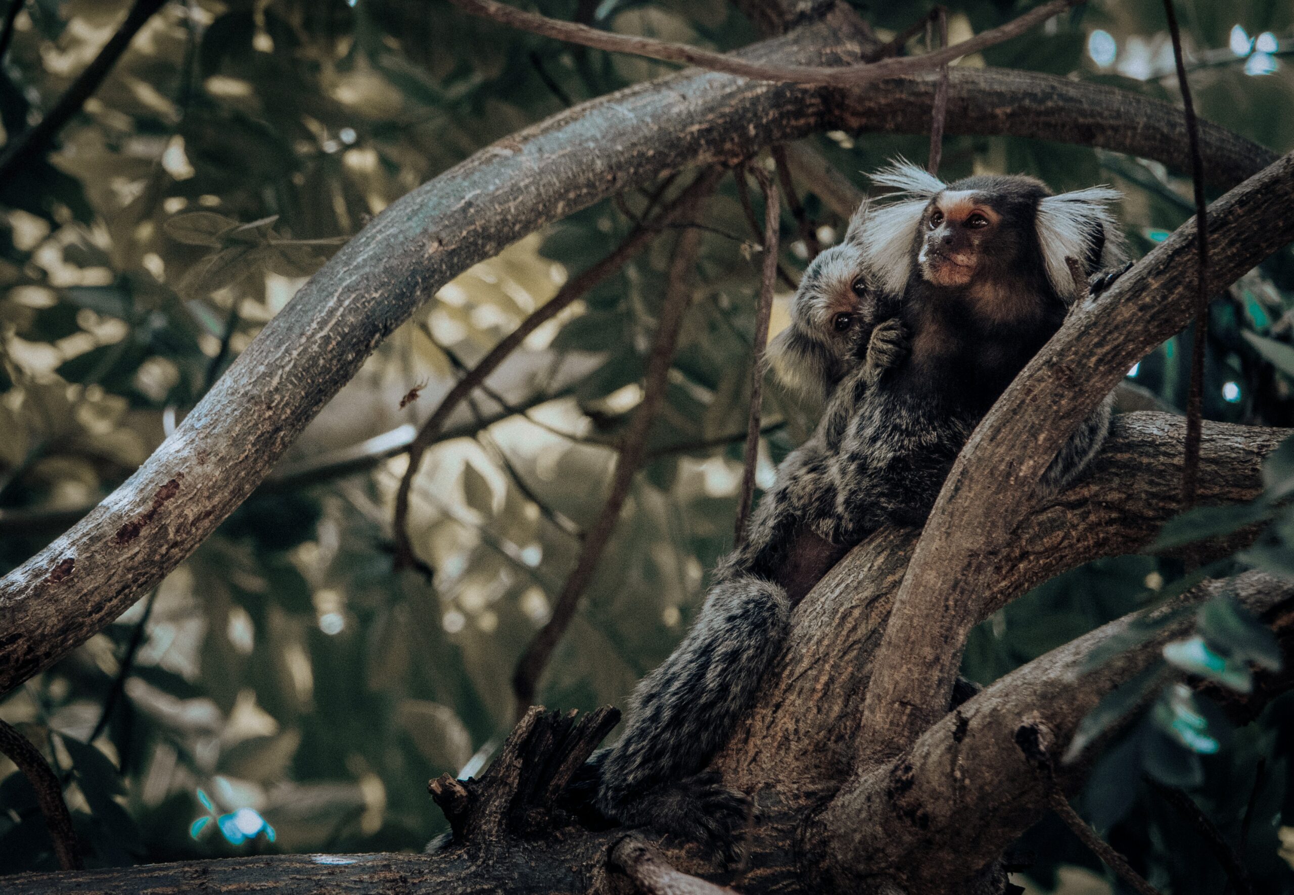 Mico leão, outra espécie sob proteção